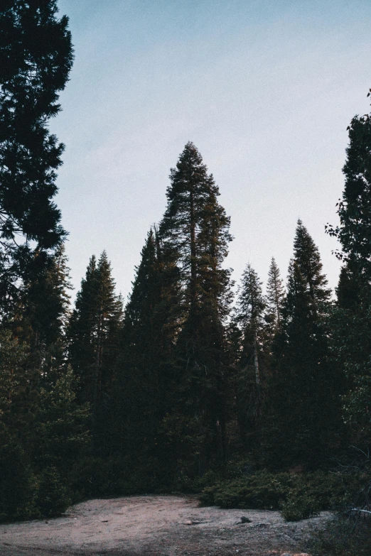 a dirt road in the middle of a forest, a picture, unsplash, naturalism, tall pine trees, 🌲🌌, panoramic shot, film photo