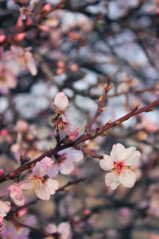 a close up of a bunch of flowers on a tree