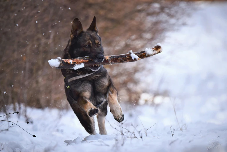 a dog running in the snow with a stick in its mouth, pexels contest winner, german shepherd, thumbnail, highly mechanical, black