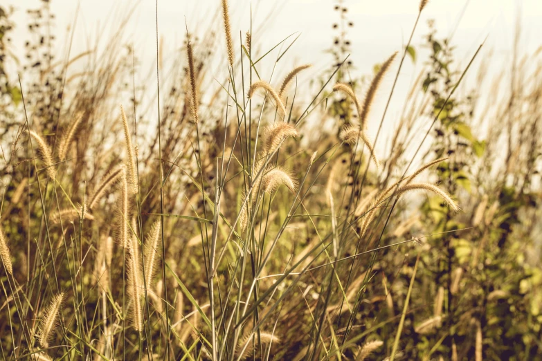 tall grass blowing in the wind on a sunny day, by Thomas Häfner, unsplash, romanticism, vintage color, gardening, shot on sony a 7, harvest