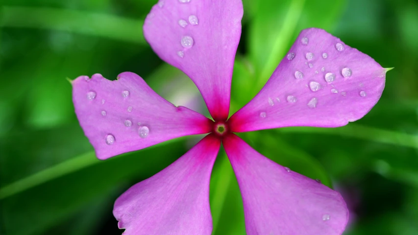 a pink flower with water droplets on it, by Jan Rustem, pexels contest winner, fan favorite, green and purple, seven pointed pink star, clover