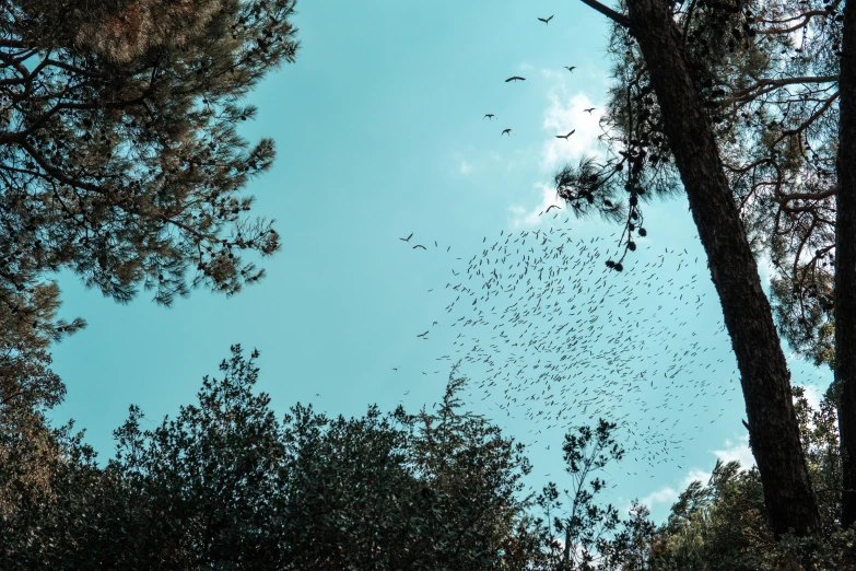 a flock of birds flying through a forest, by Romain brook, pexels contest winner, hurufiyya, bats in sky, teal landscape, arrendajo in avila pinewood, instagram story