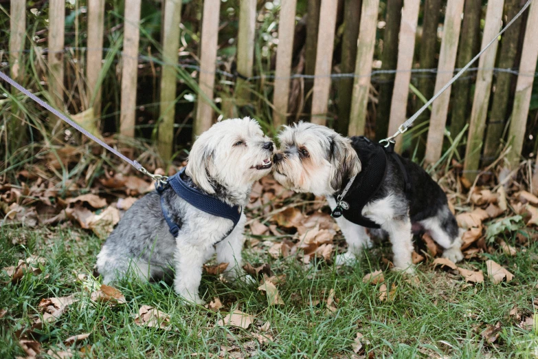 two small dogs standing next to each other on a leash, by Emma Andijewska, unsplash, happening, kissing each other, in the garden, thumbnail, 💣 💥💣 💥