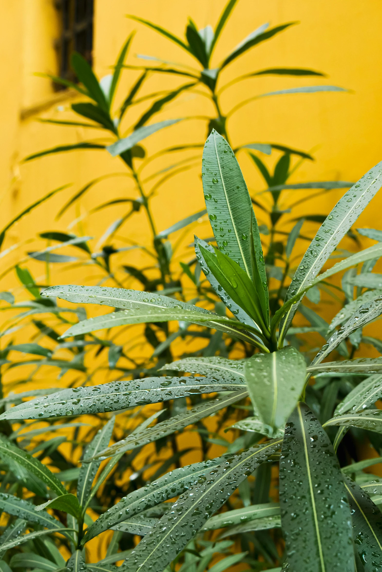 a fire hydrant in front of a yellow wall, inspired by Exekias, renaissance, marijuana leaves, willow plant, zoomed in, lavender