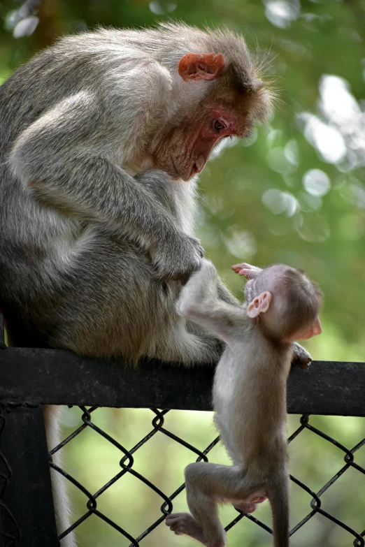 a couple of monkeys sitting on top of a fence, fatherly, reaching out to each other, no cropping, cutest