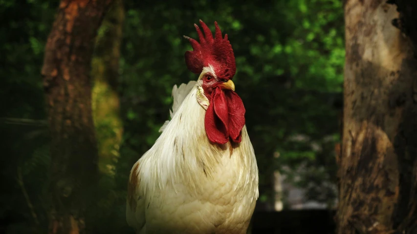 a rooster standing next to a tree in a forest, pexels contest winner, renaissance, albino skin, rounded beak, old male, image of ronald mcdonald