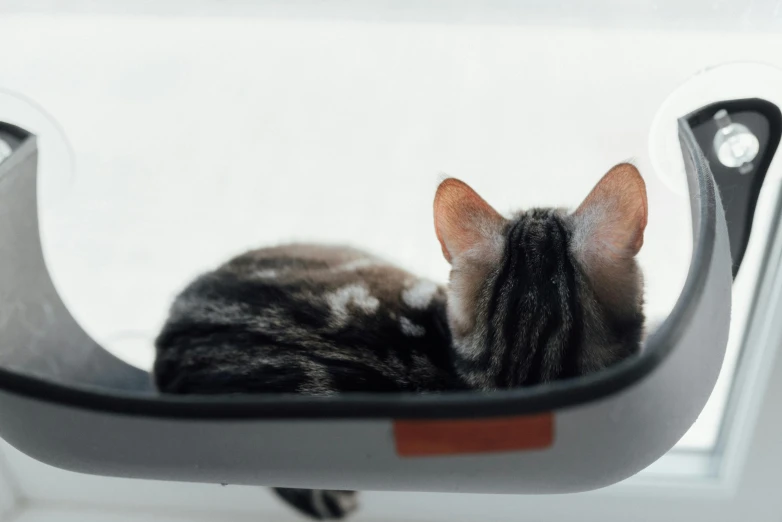 a cat laying in a cat bed on a window sill, trending on unsplash, purism, sitting on top of a cryopod, with a sleek spoiler, upsidedown, very ornamented