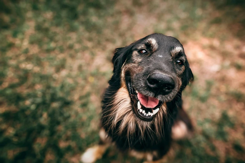 a dog that is looking up at the camera, pexels contest winner, large black smile, thumbnail, australian, 1 2 9 7