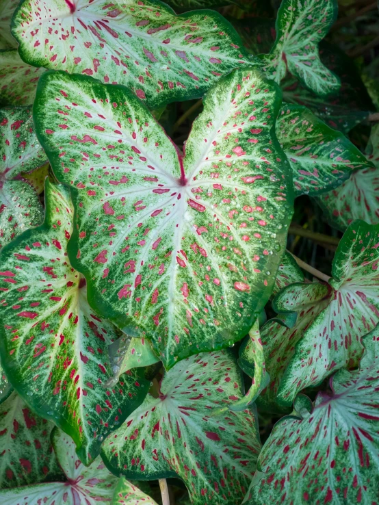 a close up of a plant with green and red leaves, glowing veins of white, fan favorite, spotted, vibrantly lush