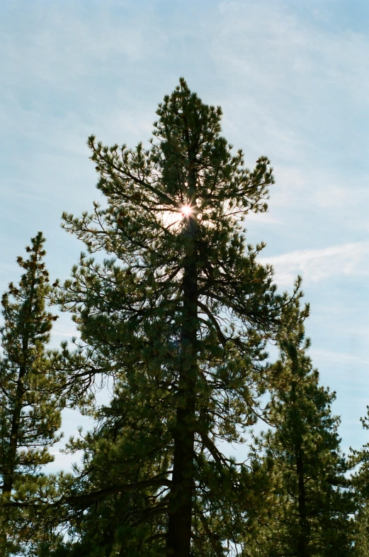 the sun shines through the branches of a pine tree, by Joe Stefanelli, renaissance, large tall, ((trees)), ca, clear skies