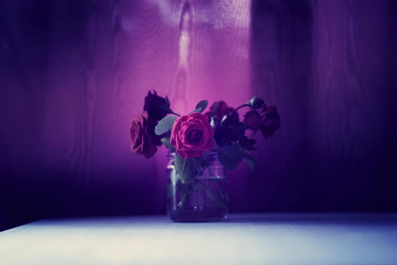 a vase filled with red roses sitting on top of a table, a still life, unsplash, romanticism, purple - tinted, single light, purple, dreamscape in a jar