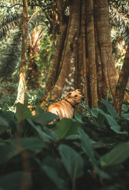 a dog that is laying down in the grass, by Elsa Bleda, sumatraism, in a tropical forest, with a tall tree, in marijuanas gardens, lush plants