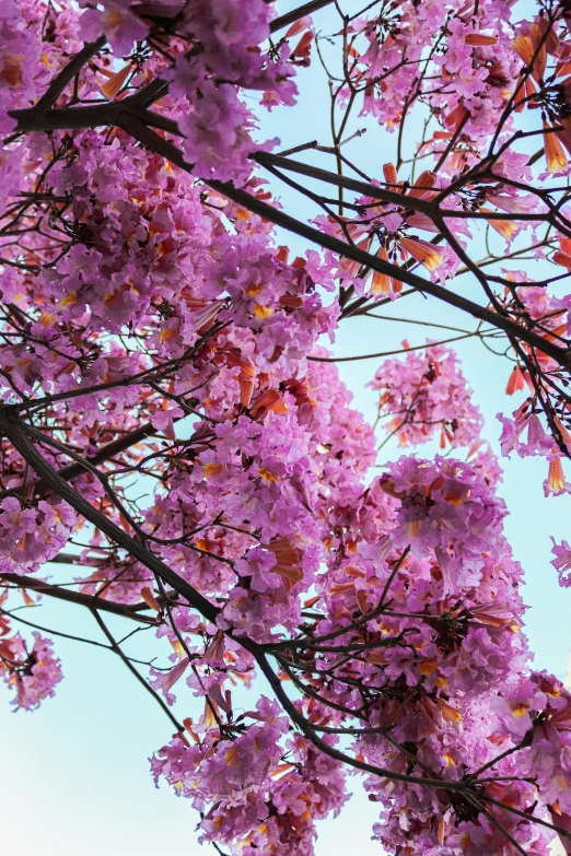 a tree with pink flowers against a blue sky, purple foliage, vibrant lights, canopy, botanicals