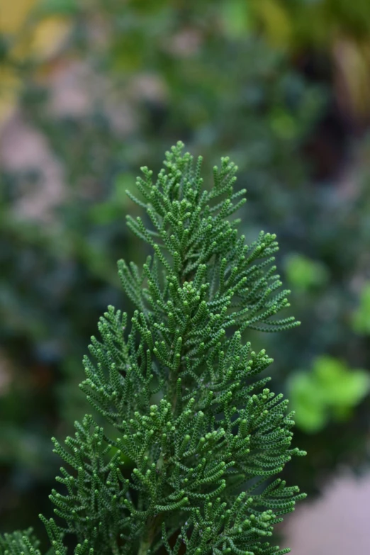 a close up of a small pine tree, dark green, natural point rose', eagle coral, subtle detailing