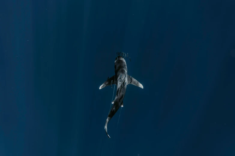 a black and white shark swimming in the ocean, by Daniel Lieske, pexels contest winner, deep blue sea color, long shot from back, airborne view, hunting