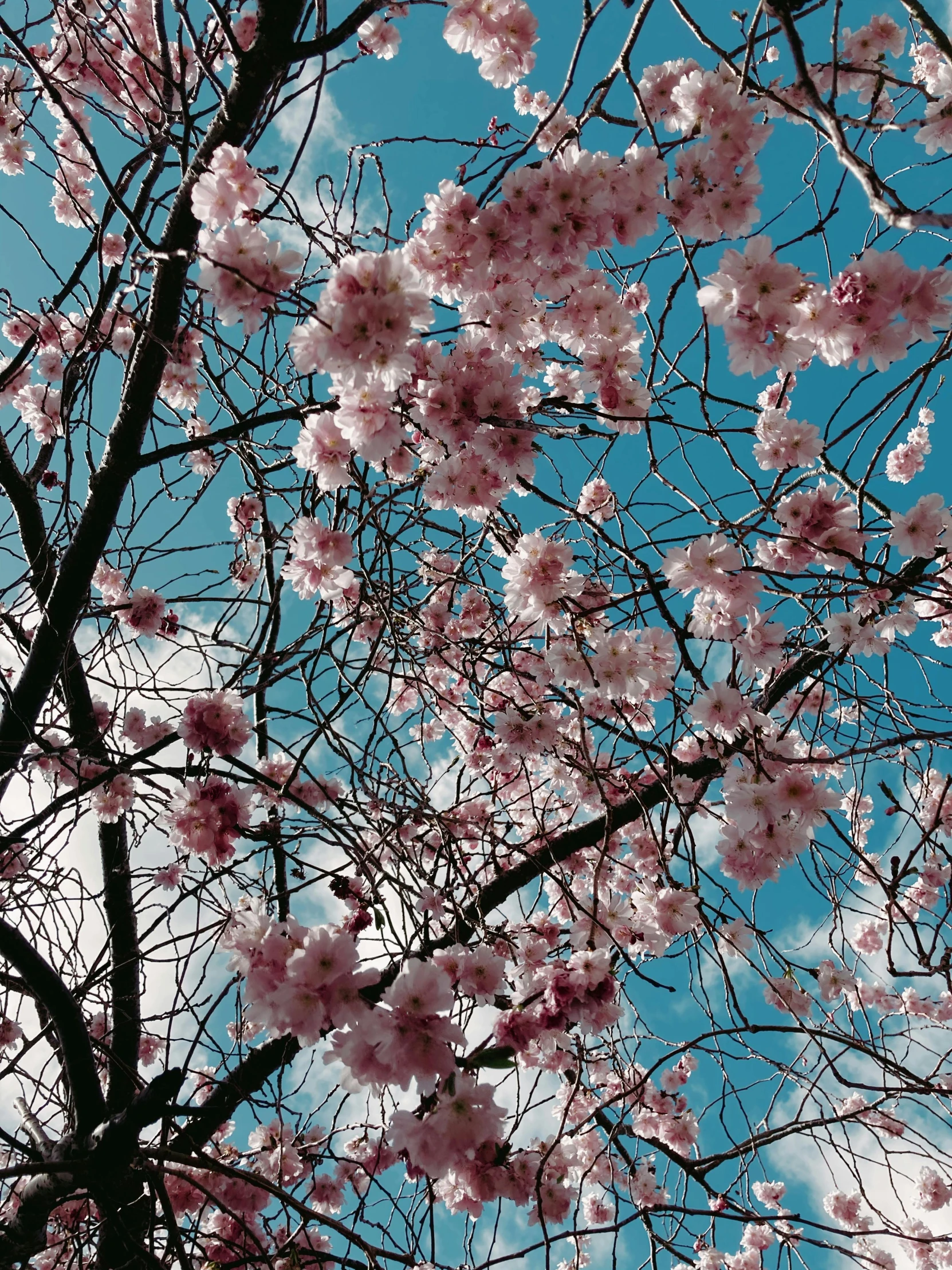 a tree with pink flowers against a blue sky, taken on a 2000s camera, seasons!! : 🌸 ☀ 🍂 ❄, lush sakura, album