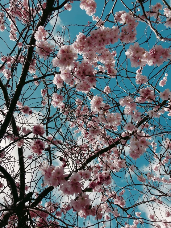 a tree with pink flowers against a blue sky, taken on a 2000s camera, seasons!! : 🌸 ☀ 🍂 ❄, lush sakura, album