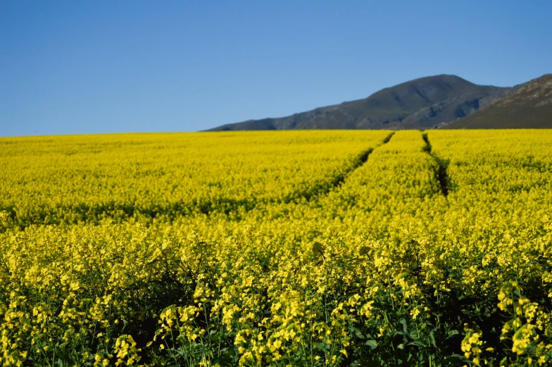 a field of yellow flowers with a mountain in the background, by Hubert van Ravesteyn, color field, food, avatar image, grain”, picton blue