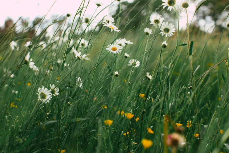 a field full of white and yellow flowers, by Emma Andijewska, trending on unsplash, long thick grass, petals falling, green and white, chamomile