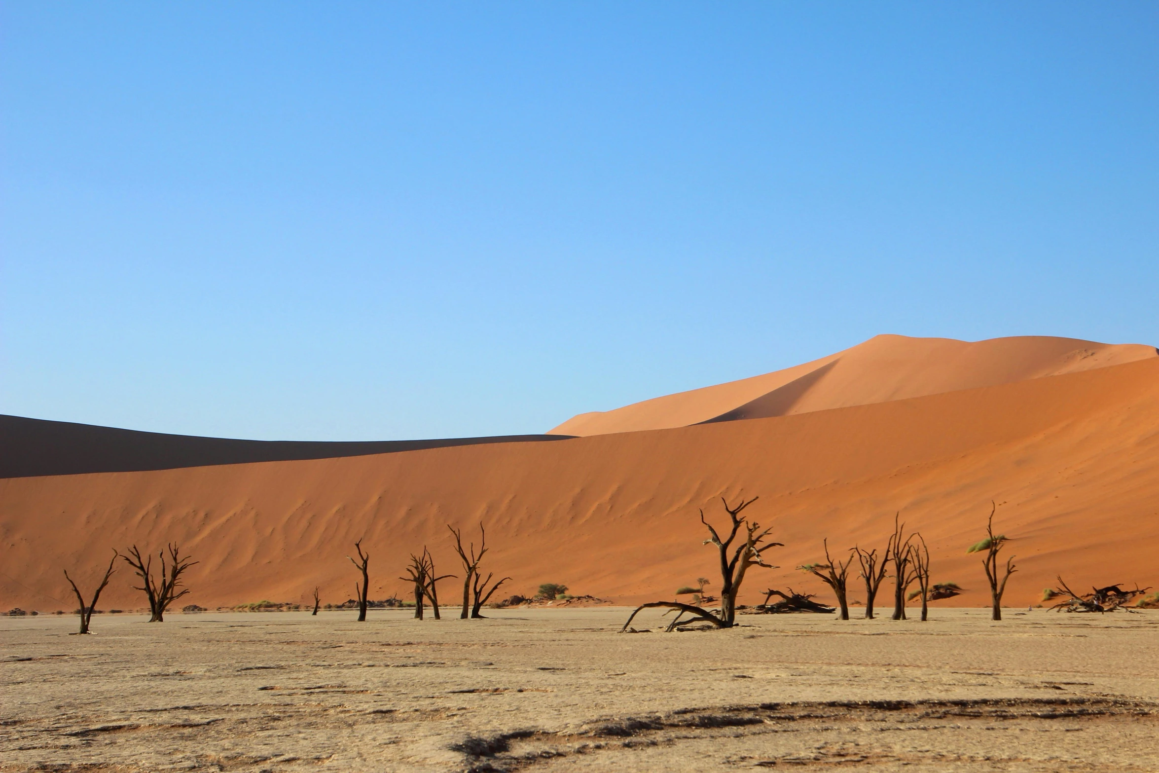 a herd of giraffe standing on top of a dry grass covered field, by Peter Churcher, pexels contest winner, land art, curved trees, victorian arcs of sand, in the desert beside the gulf, panorama of crooked ancient city