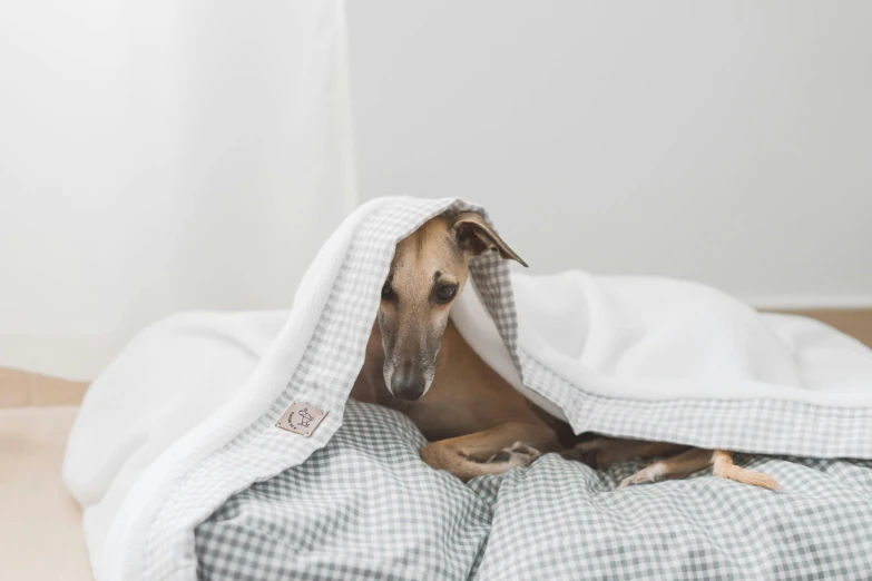 a dog that is laying down under a blanket, inspired by Elke Vogelsang, unsplash, white and grey, white tablecloth, lined in cotton, small in size