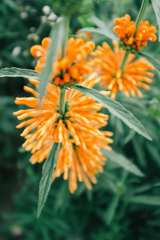 a bunch of orange flowers sitting on top of a lush green field, a digital rendering, unsplash, exotic flora, mint, coxcomb, bittersweet