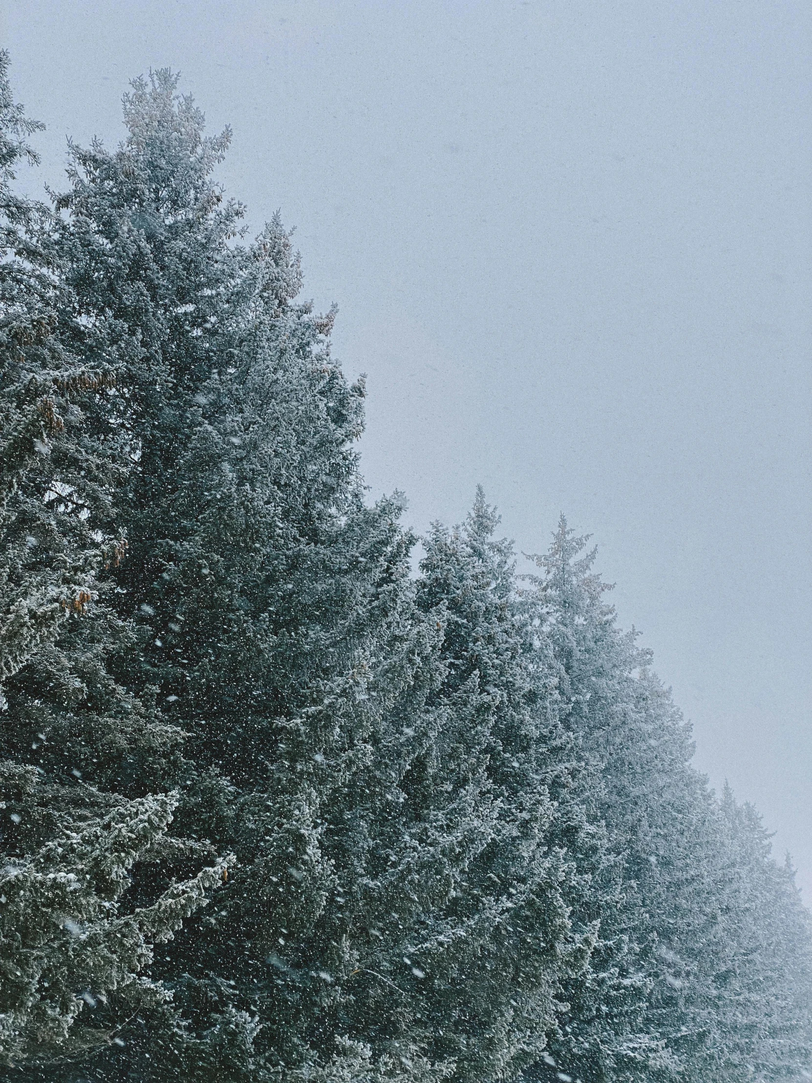 a man riding a snowboard down a snow covered slope, by Anna Haifisch, pexels contest winner, romanticism, sparse pine trees, instagram story, ((trees)), snowing outside