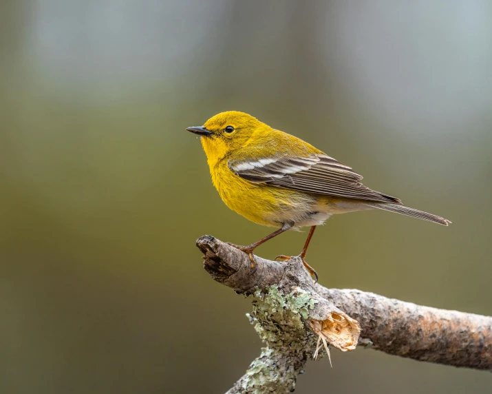 a small yellow bird perched on a branch, alabama, fan favorite, link, round-cropped
