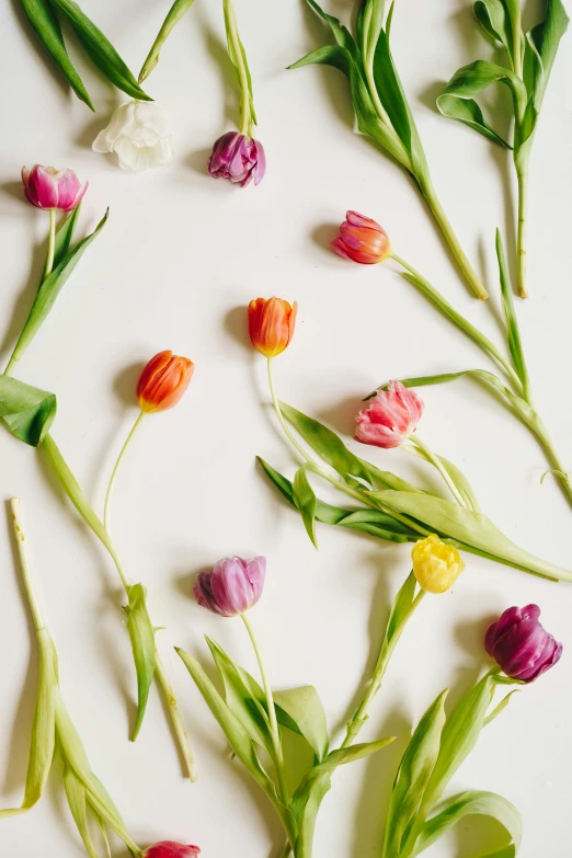 a bunch of flowers sitting on top of a white surface, tulips, promo image, floral pattern, full product shot
