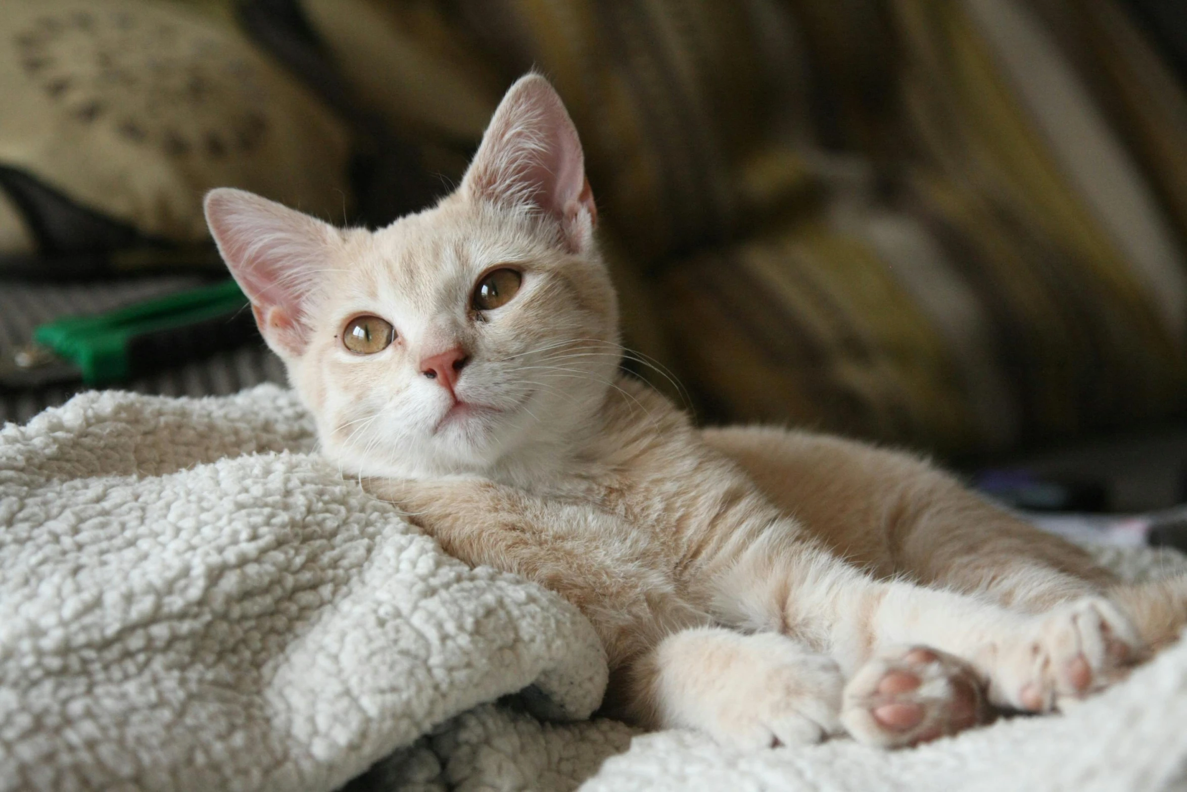 a close up of a cat laying on a blanket, posing for a picture