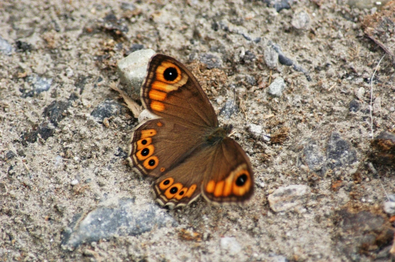 a butterfly that is sitting on the ground, a photo, by Anna Haifisch, renaissance, big brown eyes, brown cobble stones, 2 0 2 2 photo, small