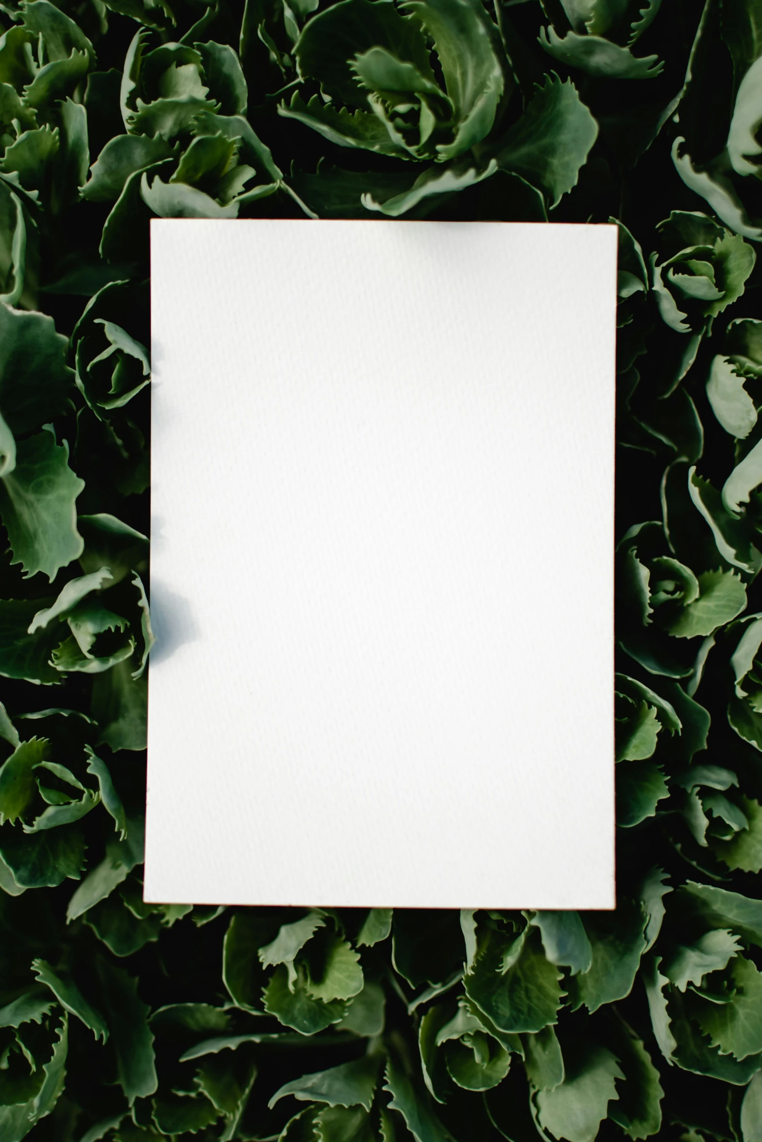 a piece of paper sitting on top of a bed of lettuce, pexels contest winner, visual art, large vertical blank spaces, with soft bushes, outdoor photo, white metallic