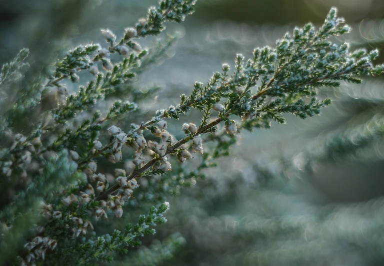 a close up of a plant with frost on it, trending on pexels, hurufiyya, acacia trees, swirly bokeh, flowering buds, cedar