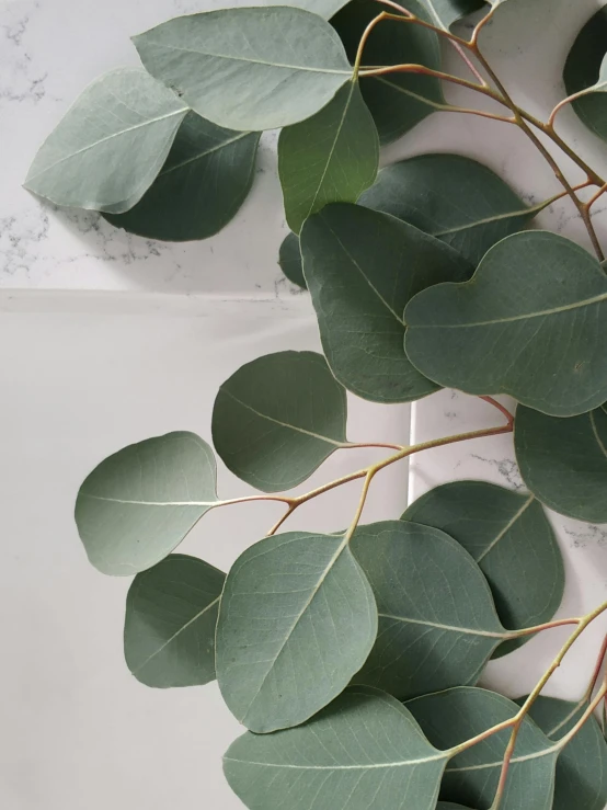 a close up of a bunch of green leaves, inspired by Robert Mapplethorpe, trending on unsplash, hyperrealism, eucalyptus, porcelain organic tissue, low quality photo, high angle shot