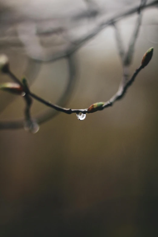 a tree branch with a drop of water on it, a picture, by Andrew Domachowski, trending on unsplash, paul barson, early spring, ryan dyar, slight overcast weather