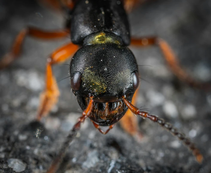 a close up of a bug on the ground, by Jesper Knudsen, pexels contest winner, photorealism, fierce expression 4k, male aeromorph, sharp high quality photo, large entirely - black eyes