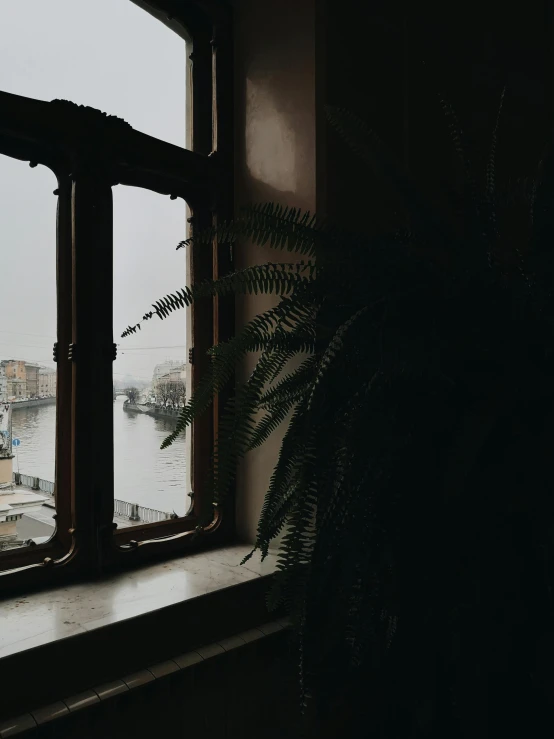 a potted plant sitting in front of a window, inspired by Elsa Bleda, unsplash contest winner, overlooking river aufidius italy, venice, low quality photo, spooky photo