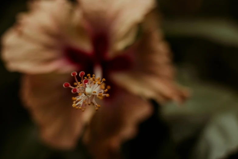 a close up of a pink flower with green leaves, a macro photograph, by Elsa Bleda, unsplash, renaissance, hibiscus, brown, indoor picture, at night