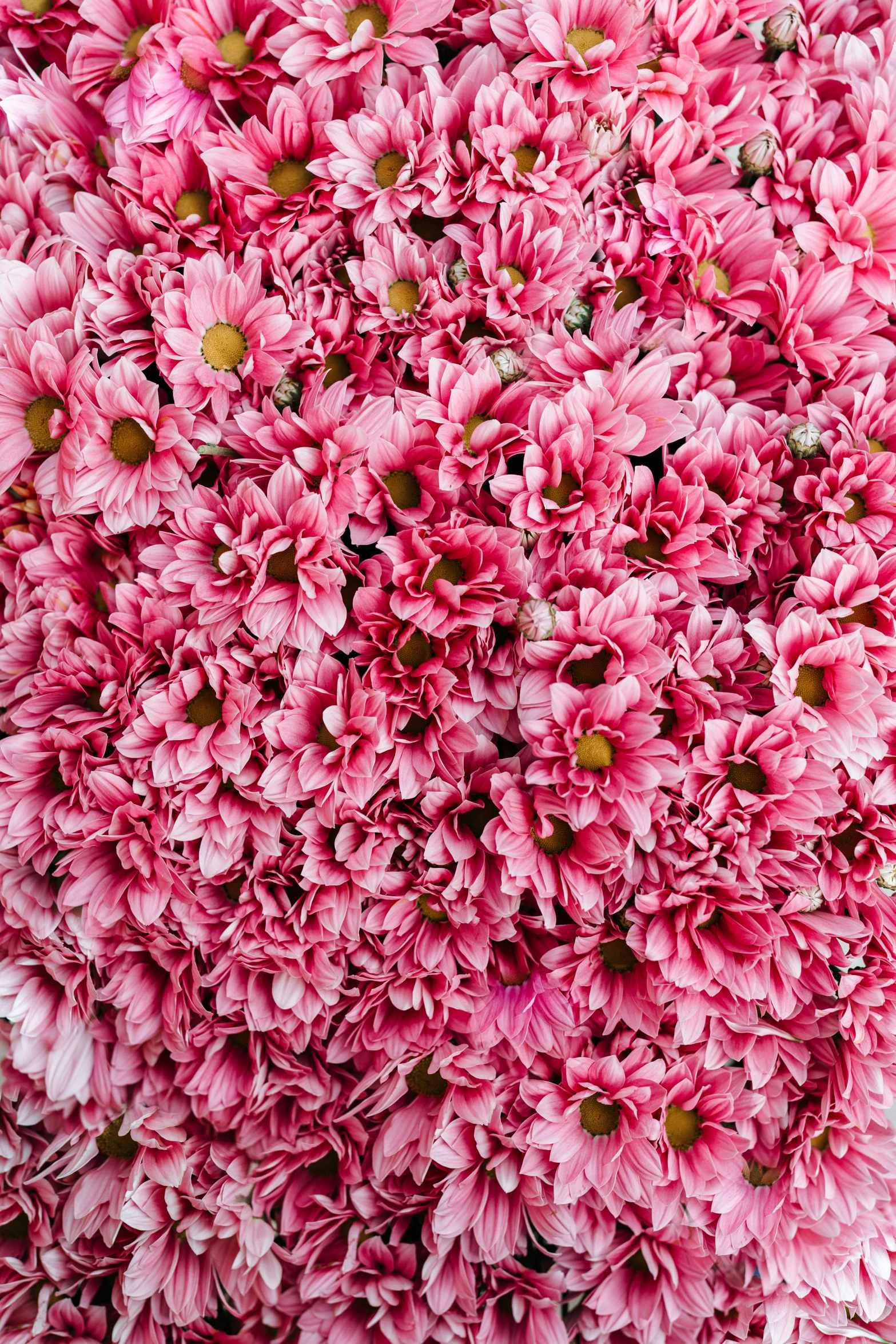 a close up of a bunch of pink flowers, fully covered, zoomed out to show entire image, detailed product shot, chrysanthemum