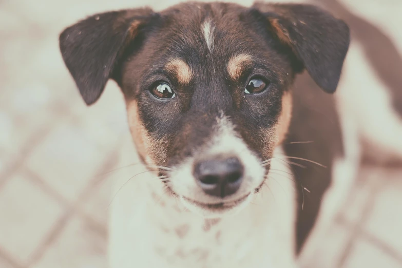 a brown and white dog looking up at the camera, pexels contest winner, retro stylised, small ears, instagram post, pixelated