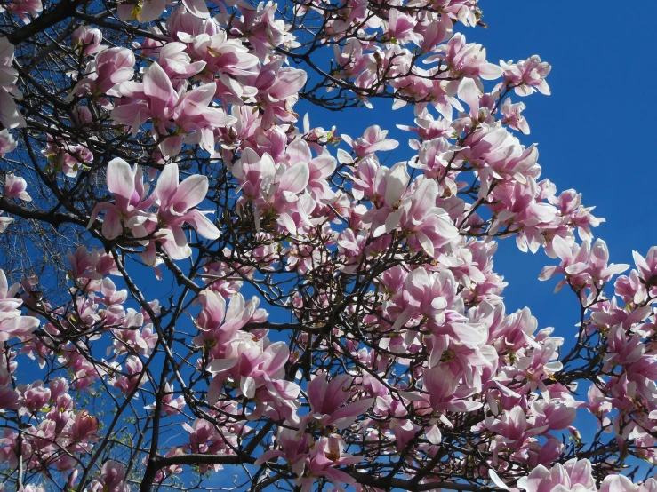 a pink flowered tree against a blue sky, by Carey Morris, pexels, art nouveau, magnolia stems, 1 6 x 1 6, sunny day time, gardening