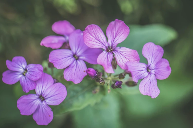 a close up of a bunch of purple flowers, pexels contest winner, aged 2 5, softfocus, gardening, today\'s featured photograph 4k