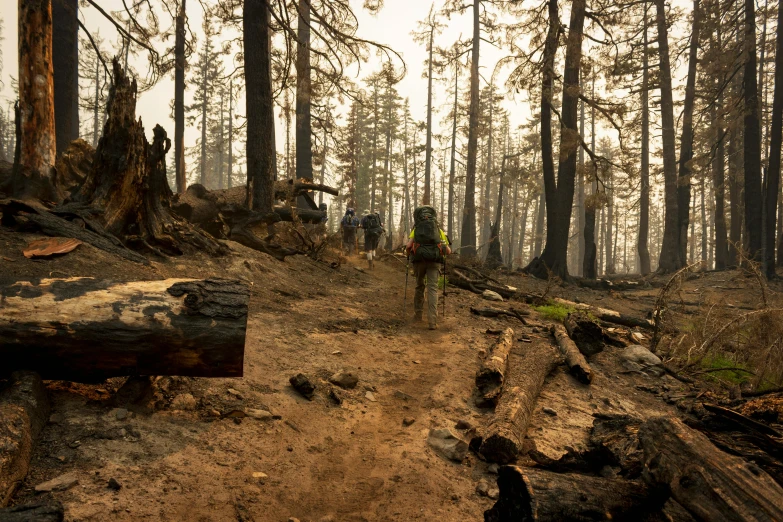 a group of people walking through a forest, smoke debris, giant sequoia, 2022 photograph, pov photo