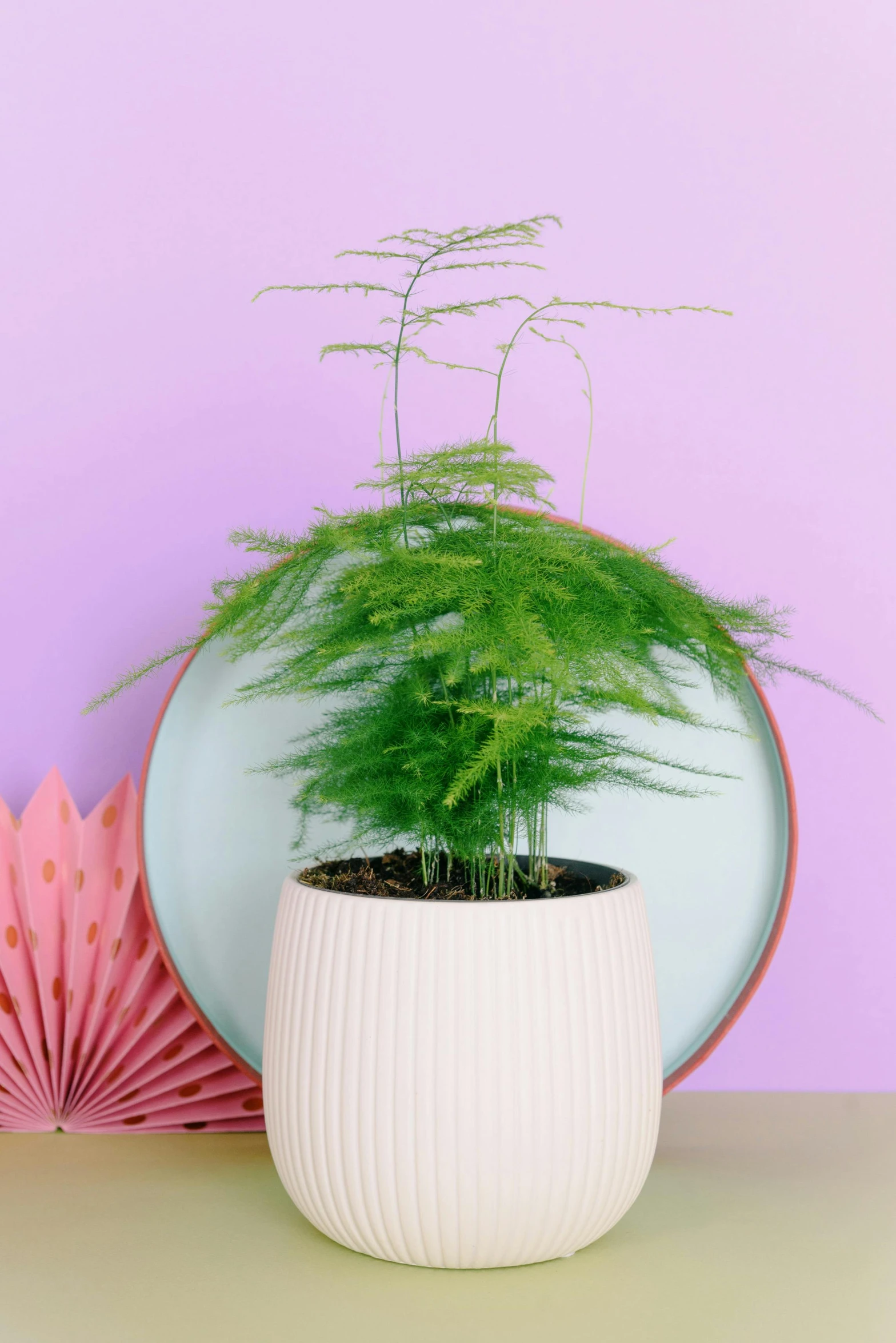 a potted plant sitting on top of a table, inspired by Luo Mu, dried fern, pink asparagus, vibrant feel, full face view