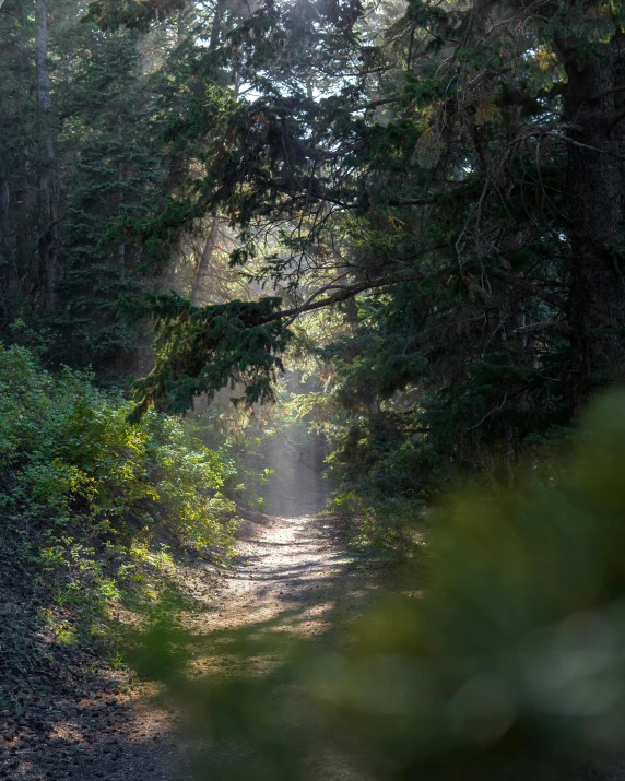 a dirt road in the middle of a forest, bursting with holy light, slide show, mechabot, distant photo