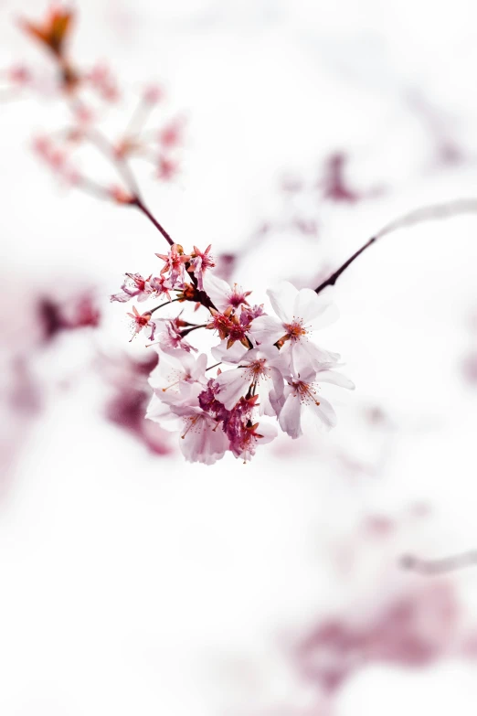 a close up of some pink flowers on a tree, by Daniel Seghers, trending on unsplash, romanticism, medium format, white background, winter snow, maroon and white