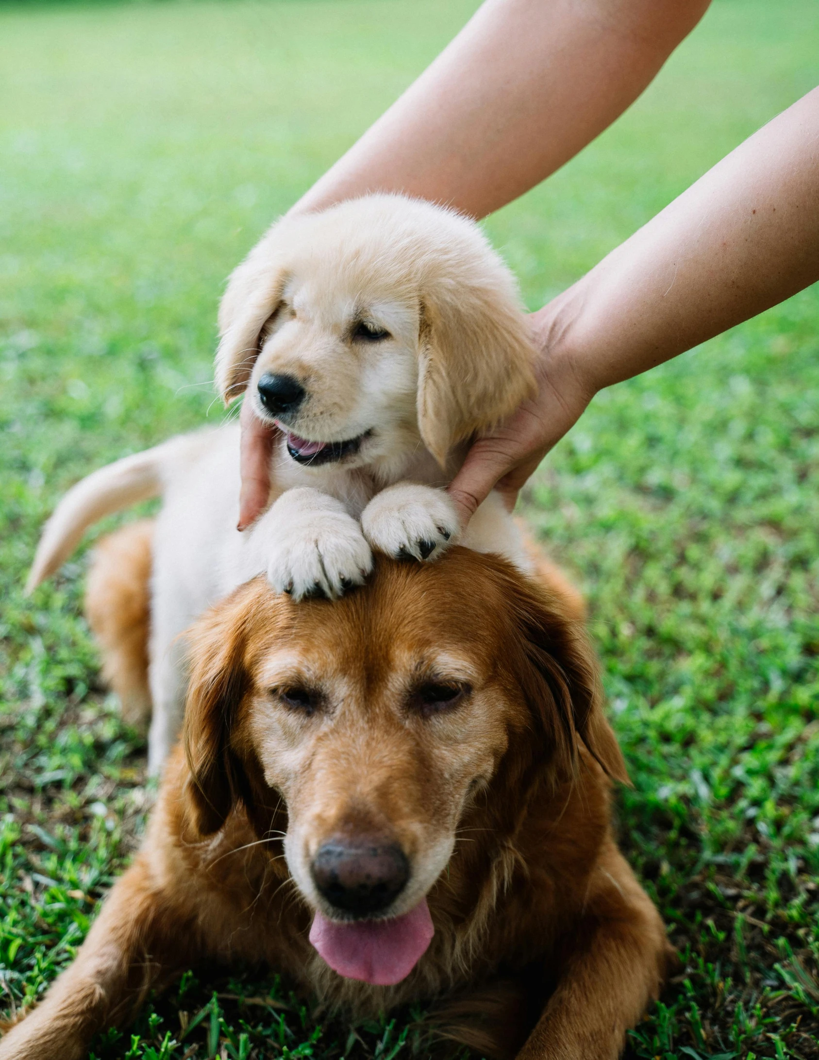 a close up of a person petting a dog, cat on top of dog, golden retriever, laying down in the grass, thumbnail