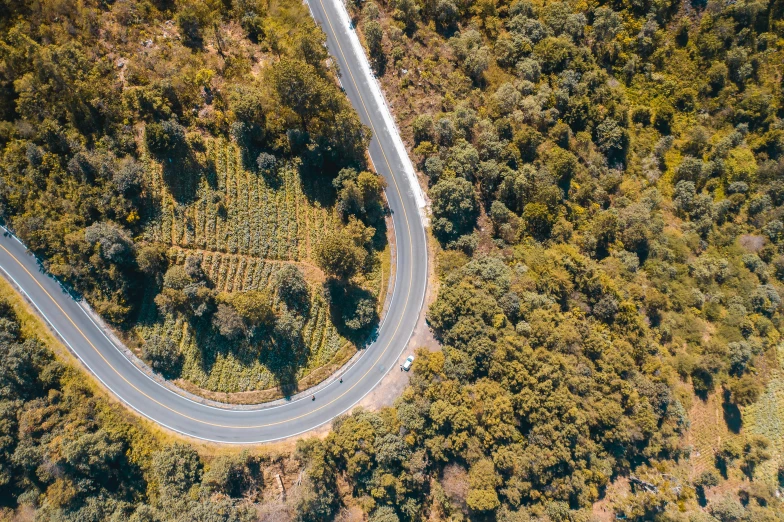 an aerial view of a winding road surrounded by trees, by Lee Loughridge, pexels contest winner, vines, sydney park, thumbnail, food