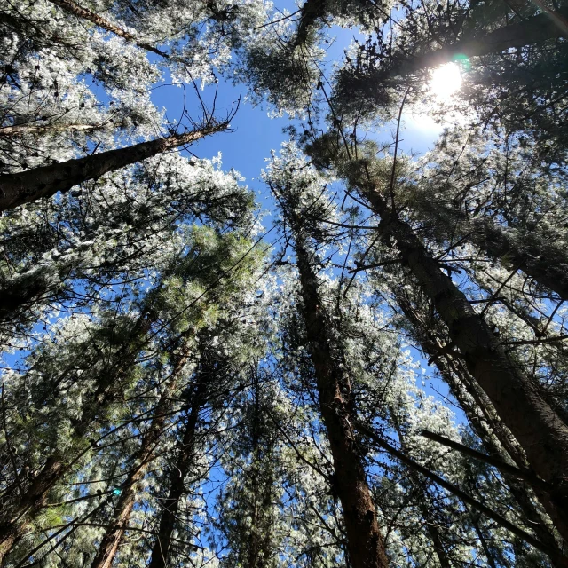 a forest filled with lots of tall trees, by Gwen Barnard, hurufiyya, looking up into the sky, in avila pinewood, ((trees))