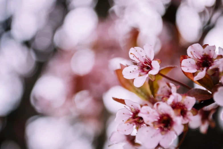 a close up of a bunch of flowers on a tree, by Niko Henrichon, trending on unsplash, sakura flower, bokeh backdrop, thumbnail, glossy photo